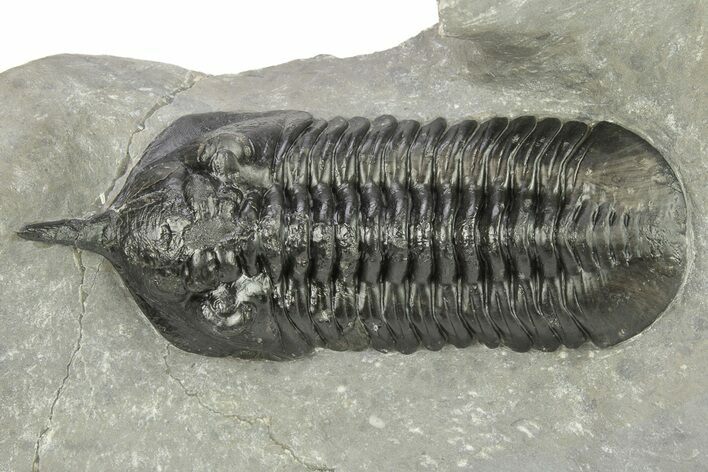 Morocconites Trilobite Fossil - Ofaten, Morocco #273385